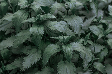 nettle background