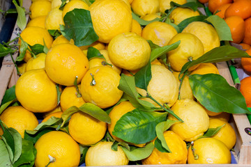 Nice, France, 24th of February 2020: Fresh lemons for sale at the market