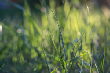 green grass background