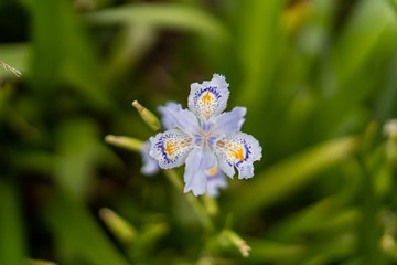 Iris japonica