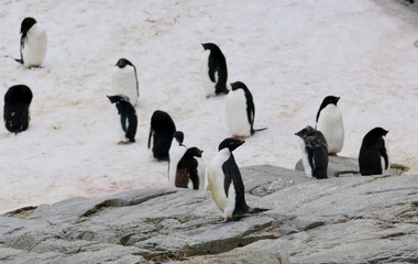 Fototapeta premium Curious adelie penguin looking into camera, penguin colony, Antarctica