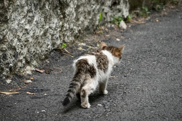 Naklejka na ściany i meble little young stray cat walk