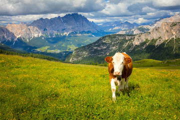 Fototapeta na wymiar Cow in the Alps Mountains, Producing of famous eco milk