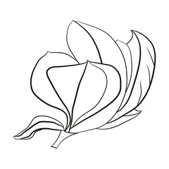 Botanical element of magnolia flower for graphic design. Item to decorate cards, logo, posters, stickers, packing, social media, prints textile. Stock vector illustration. Isolated on white background