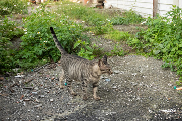 stray tabby cat walk