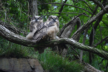 Eagle owl lives in Yonggye-ri, Buan-gun, South Korea. 