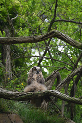 Eagle owl lives in Yonggye-ri, Buan-gun, South Korea. 