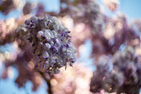 Wisteria, photographed with a vintage lens