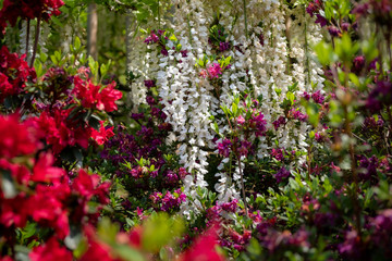 White wisteria blossoms surrounded by colorful flowers at the park