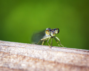 Damselfly eyes and a green background!
