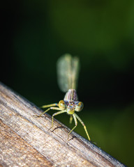 Damselfly front view on a wood hand rail!