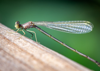 Damselfly on a wood hand rail!