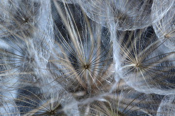 Macro view of white fluffy dandelion seeds