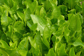 gr&uuml;nes und frisches Laub der Meerrettichpflanze in der Fr&uuml;hlingssonne, Armoracia Rusticana