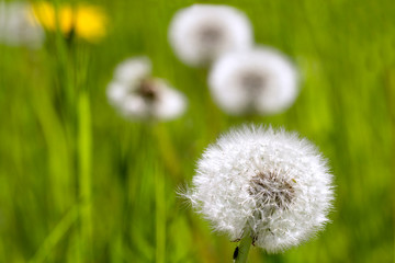 Spring lawn. Dandelion seeds on a green  background . Beautiful Spring natural Background . Nature concept for design. Close Up. Shallow depth. Greeting card background. Horizontal background.
