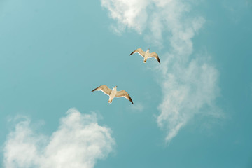 Gulls fly against the blue sky. Blue sky, clouds and seagulls.