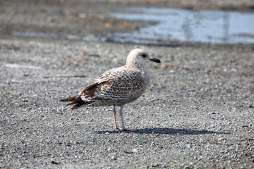 Seagulls who are looking for husband