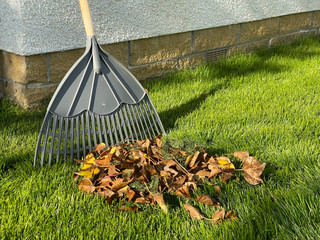 Garden plastic rake on lawn with autumn leaves in pile