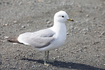 Seagulls who are looking for husband
