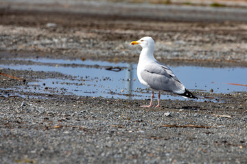 Seagulls who are looking for husband