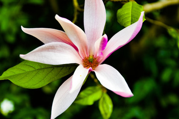 pink and white flower