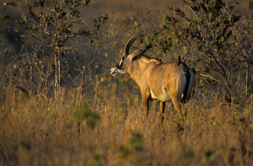 Antilope rouanne, hippotrague, Hippotragus equinus, Parc national de la Ruaha, Tanzanie