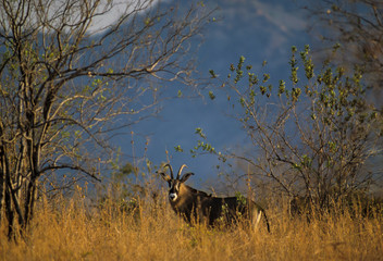 Obraz na płótnie Canvas Antilope rouanne, hippotrague, Hippotragus equinus, Parc national de la Ruaha, Tanzanie