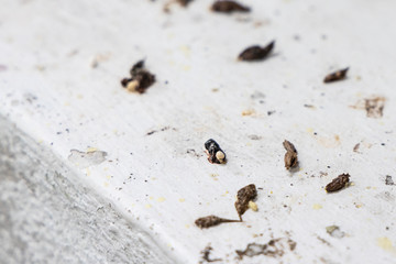 Unhygienic droppings shit feces excreted by house lizards on surface