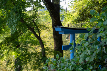 Blue lacquered Torii shrine gate surrounded by green trees