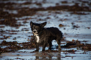 Schwarzer Hund am Strand