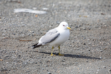 Seagulls who are looking for husband