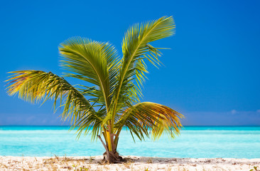 Young Palm Tree On Caribbean Beach, Antigua