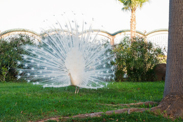 Peacock in the park. White peacock with open tail plumage stand backside on green grass. Selective focus