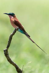 Guêpier carmin,.Merops nubicoides, Southern Carmine Bee eater