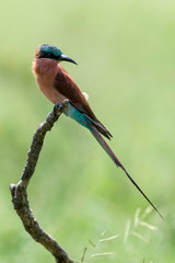 Guêpier carmin,.Merops nubicoides, Southern Carmine Bee eater