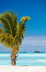 Fototapeta na wymiar Palm Tree On Beach With Little Islands, Antigua