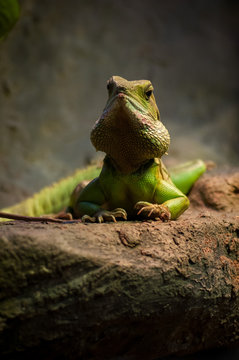 Indo Chinese Water Dragon, Physignathus Cocincinus. Thailand's Big Lizard.