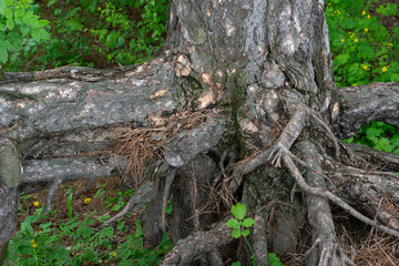 the roots of an old tree on the surface of the earth, an old tree in a park