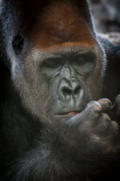 Portrait of a powerful dominant male gorilla , close-up face.