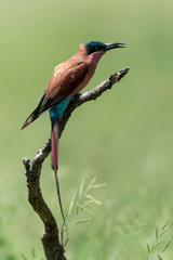 Guêpier carmin,.Merops nubicoides, Southern Carmine Bee eater