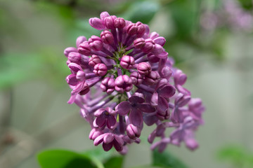 flowering branches of lilac in the garden near the house