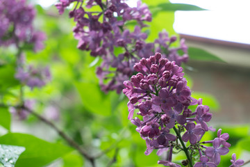 flowering branches of lilac in the garden near the house