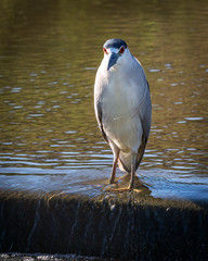 Black-crowned Night-Heron along the Shadow Creek Ranch Nature Trail in Pearland!
