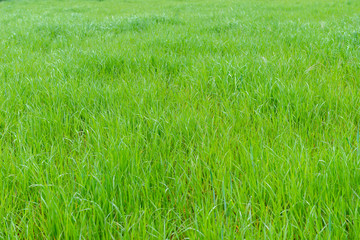 Tilled field with animal food