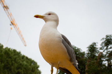 Monaco, France, 25th of February 2020: Seagull standing on a yellow submarine in Monaco