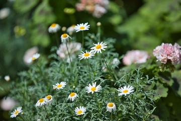SINGAPORE/SINGAPORE - 01st July, 2019 : Cloud Forest Dome at Gardens by the Bay in Singapore, nature background.
