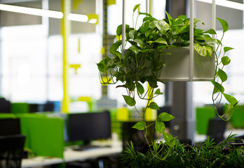Modern office interior with large green potted plants