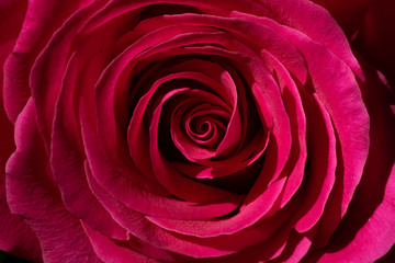 Beautiful background of rose flower, macro. Wallpaper from the pattern of the opened bud of a red rose. Selective focus