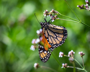 Monarch Buttterfly in Cullinan Park in Sugarland!