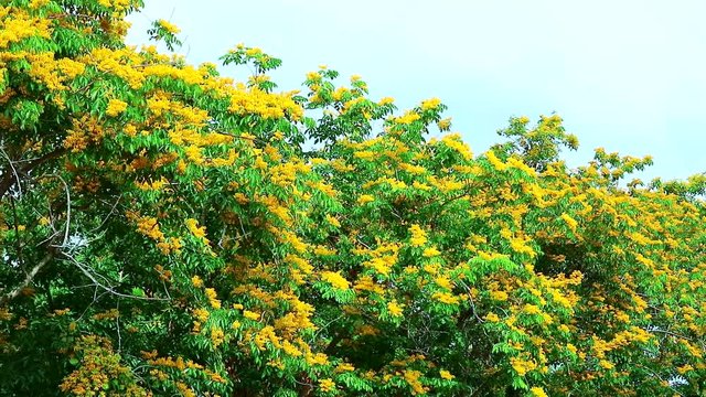 pan of Burma padauk tree yellow flowers blooming in the garden